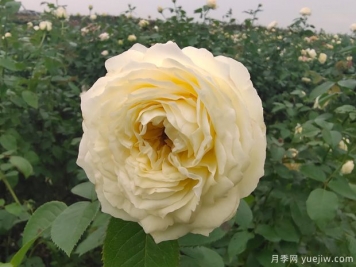 芽變金獎(jiǎng)?wù)略录緝?yōu)缺點(diǎn)是什么？
