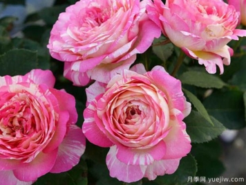 馬克夏加爾月季，又美又香花期長的陽臺月季