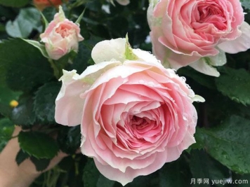 推薦7個歐月月季美麗漂亮，不怕雨淋不怕熱