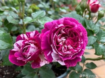 10種月季蚜蟲(chóng)治療方法，殺除蚜蟲(chóng)真簡(jiǎn)單