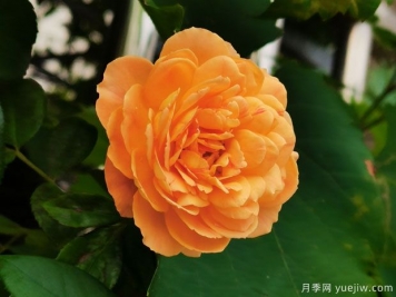 抗病耐熱的蜂蜜焦糖月季該如何去養(yǎng)護？
