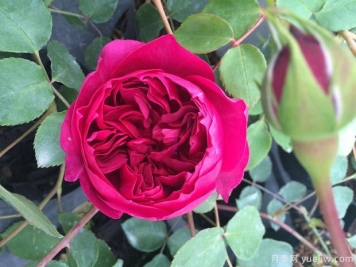 秋日胭脂月季介紹，花色豐富花型多變