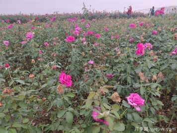 爬藤月季和薔薇有什么不同？哪個更漂亮？