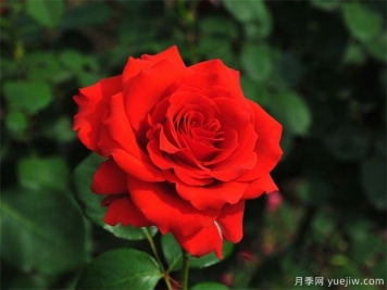 月季和繡球好難養(yǎng)！溫室大棚培育，養(yǎng)護難度很高
