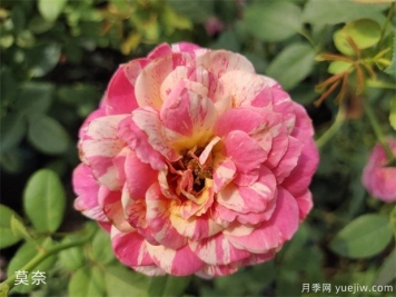 適合新手的月季莫奈，做好4個(gè)細(xì)節(jié)，長(zhǎng)勢(shì)旺旺