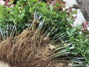 月季嫁接苗和扦插苗有什么不同？有哪些優(yōu)點缺點？