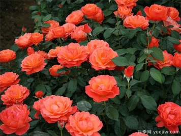 豐花月季怎樣進(jìn)行蟲(chóng)害防治的呢？