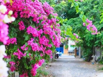 三角梅是哪里的市花？三角梅市花的意義