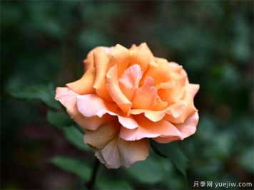 月季花的繁衍方法有哪些？快來看看吧