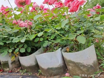 該如何選購(gòu)月季苗？
