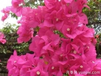 三角梅冬季如何修剪？三角梅冬季養(yǎng)護(hù)方法