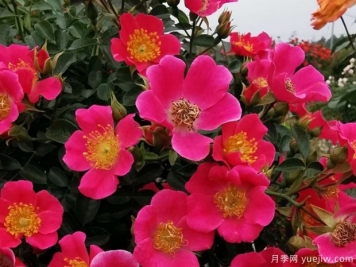 老祖宗留下的養(yǎng)花口訣，記住了，何愁花草長(zhǎng)不旺！