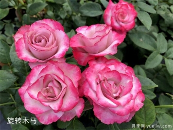 旋轉(zhuǎn)木馬月季/旋轉(zhuǎn)木馬柯德娜月季