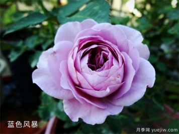 藍色風(fēng)暴月季，浪漫又好看，為什么難養(yǎng)呢？