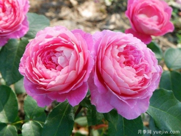 冬天養(yǎng)花一定要管住手，越勤快反而死得越快！