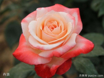 玫瑰月季薔薇傻傻分不清，只要3個方法一眼就認(rèn)出來