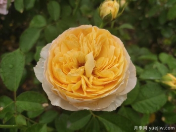 真宙月季和朱麗葉月季的區(qū)別，優(yōu)缺點(diǎn)一目了然