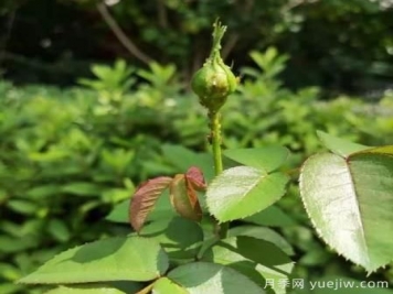 月季常見(jiàn)三類蟲(chóng)害識(shí)別及防治