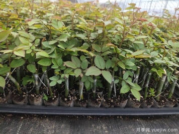新疆喀什適合月季種植和應(yīng)用嗎？
