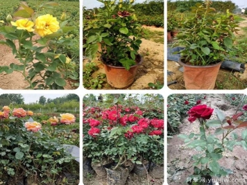 內(nèi)蒙古適合種植月季嗎？