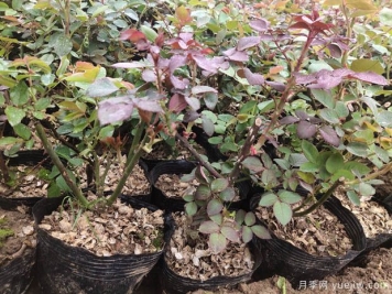 月季花什么季節(jié)選苗種植最好？不同季節(jié)入苗的優(yōu)缺點(diǎn)是什么？
