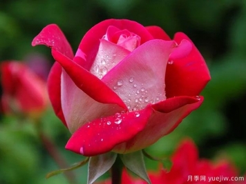 月季花紅蜘蛛危害癥狀，月季紅蜘蛛該如何防治呢？
