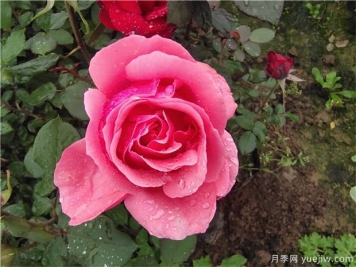 薔薇、月季、玫瑰被稱作“薔薇三姐妹”，對嗎