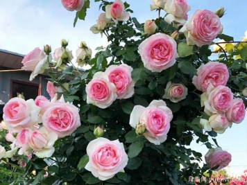 龍沙寶石和真宙，長得快抗病強(qiáng)，快速給你月季花海