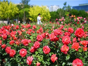 草本花卉修剪秘笈，養(yǎng)花人必看！