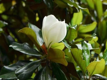 南召?gòu)V玉蘭的栽植與養(yǎng)護(hù)技術(shù)