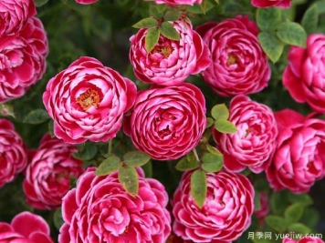 5種公認(rèn)難養(yǎng)的月季花，顏值超高卻不敢輕易嘗試