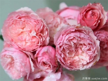 美咲(xiao)月季如何養(yǎng)植？