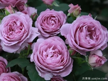 藍色陰雨?和?藍色?風(fēng)暴，哪個月季花更優(yōu)秀？