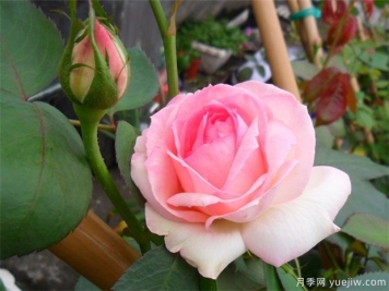 2024年熱門20個經(jīng)典藤本月季品種，做月季花墻你喜歡