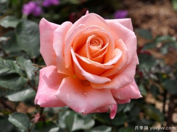 薩曼莎的夢想月季的優(yōu)缺點是什么？