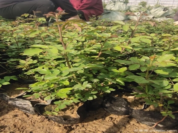 藍色風(fēng)暴月季杯苗4萬盆發(fā)貨河北