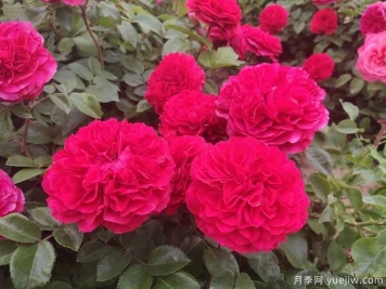8個月季勤花品種，一年四季開花不斷
