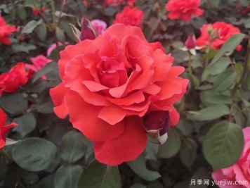常見(jiàn)50個(gè)月季品種介紹，抗性好花不斷，可以買(mǎi)得到的經(jīng)典