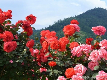 南陽(yáng)市月季國(guó)家林木種質(zhì)資源庫(kù)成立，打造南陽(yáng)月季甲天下