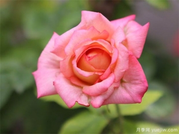 ?月季花在室內(nèi)可以養(yǎng)活嗎？