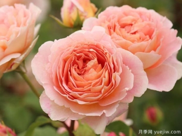 長得快，抗性強，推薦適合打造庭院的月季花