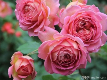 推薦4種月季，隨便一養(yǎng)就爆花，夏天耐熱不怕曬