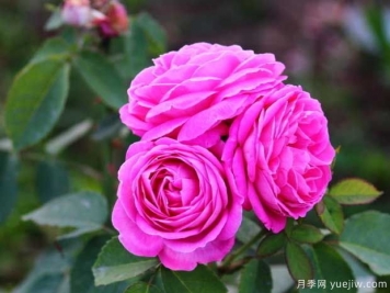 保定月季市花文化和景觀(guān)圖集