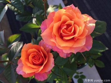 艾帕索，適合新手的微月，小陽臺也能輕松開爆盆