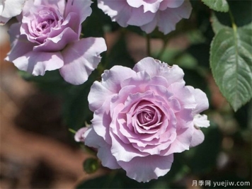 蜻蜓月季，喜歡紫色花必須入手
