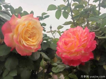 防治7種蟲害，秋天養(yǎng)月季很容易