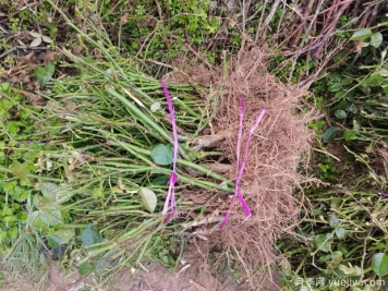 月季裸根苗到手后該如何處理，裸根苗的正確栽植方法