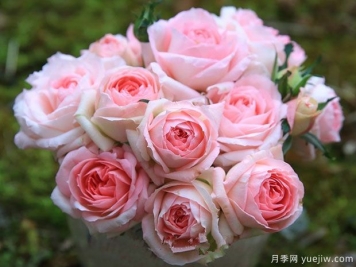月季夏花丑，這4個品種試試，夏花美比春花