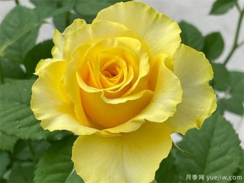 就是她，集優(yōu)點(diǎn)于一身的貝殼月季