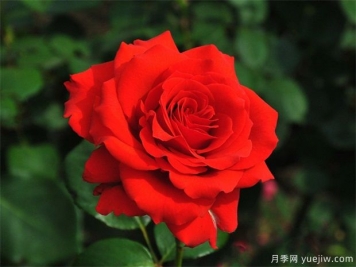 月季花移栽時間什么時候合適？